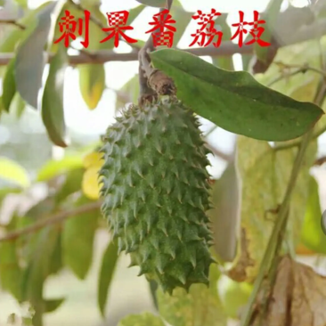 [新品种]刺果番荔枝苗正品苗包邮带杯发货