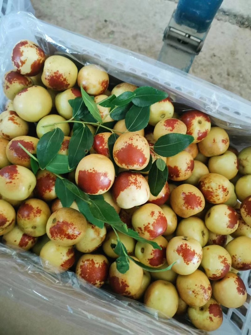 【冬枣】大荔冬枣脆甜多汁现摘现发可视频看货欢迎咨询