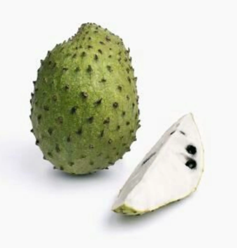 [新品种]刺果番荔枝苗正品苗包邮带杯发货