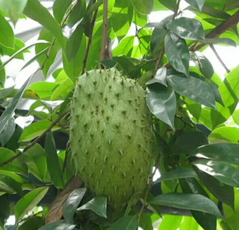 [新品种]刺果番荔枝苗正品苗包邮带杯发货