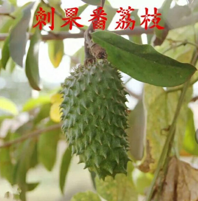 [新品种]刺果番荔枝苗正品苗包邮带杯发货