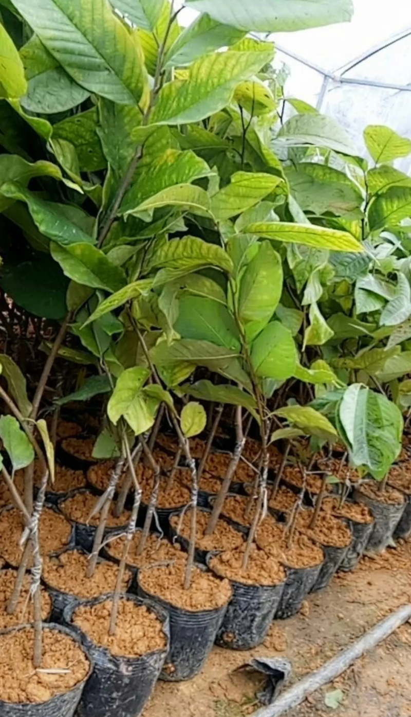 [新品种]刺果番荔枝苗正品苗包邮带杯发货
