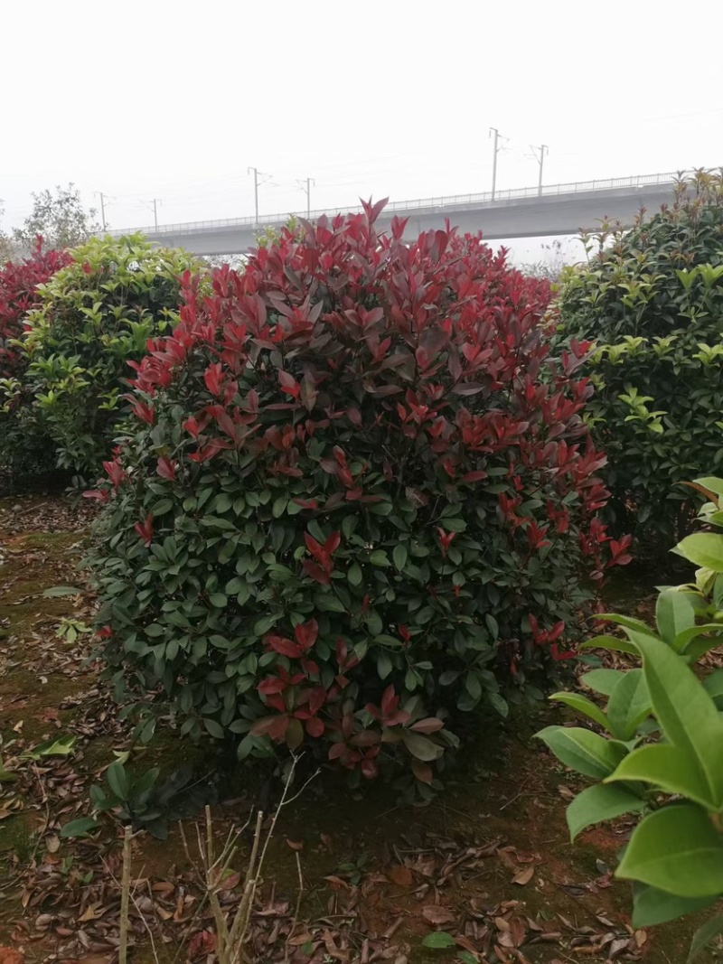 绿化苗木红叶石兰小苗，苗子叶水好