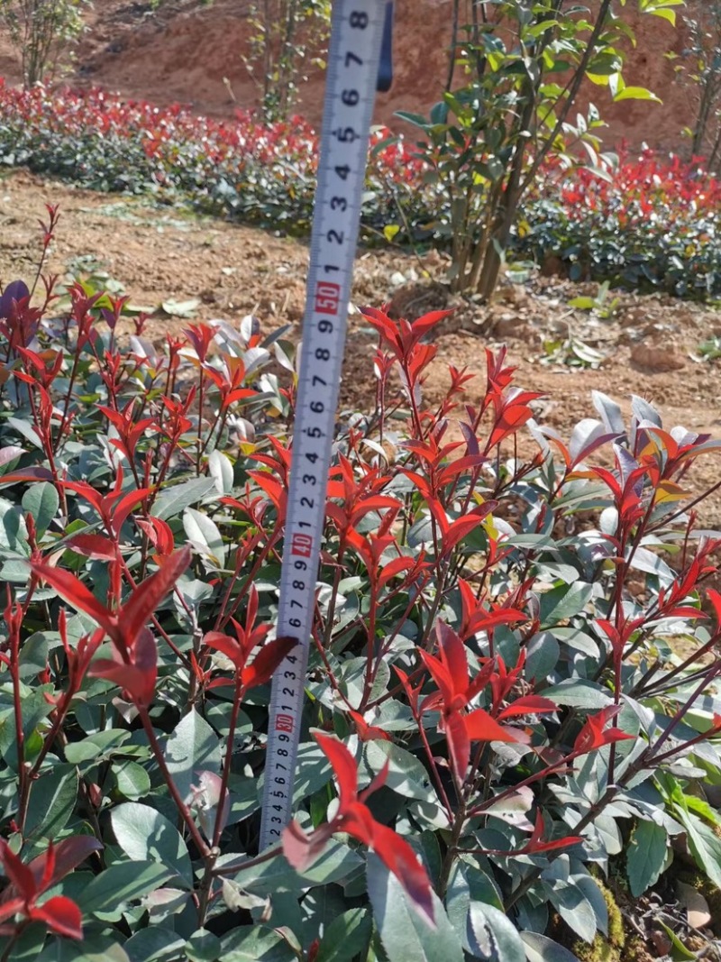 绿化苗木红叶石兰小苗，苗子叶水好