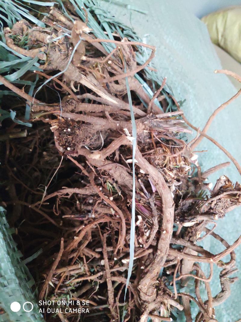 柴胡通货含量高质优价廉