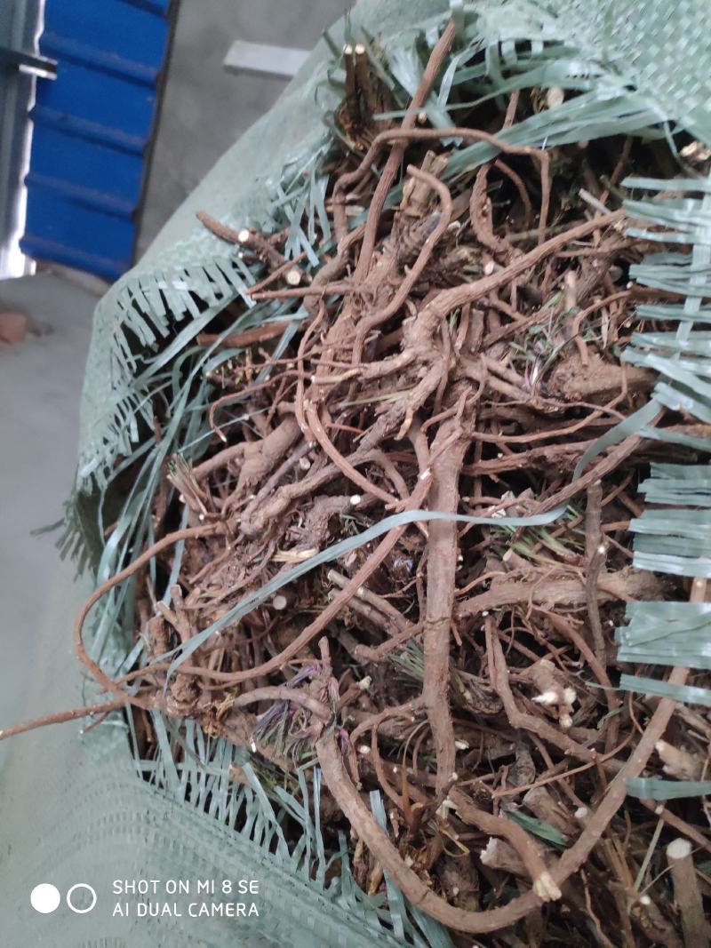 柴胡通货含量高质优价廉