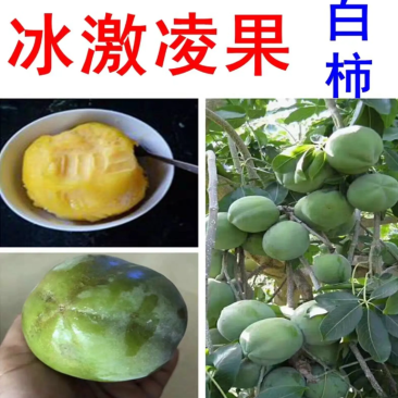 [精品]冰激凌果苗白柿台湾冰淇凌果苗包邮
