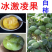 [精品]冰激凌果苗白柿台湾冰淇凌果苗包邮