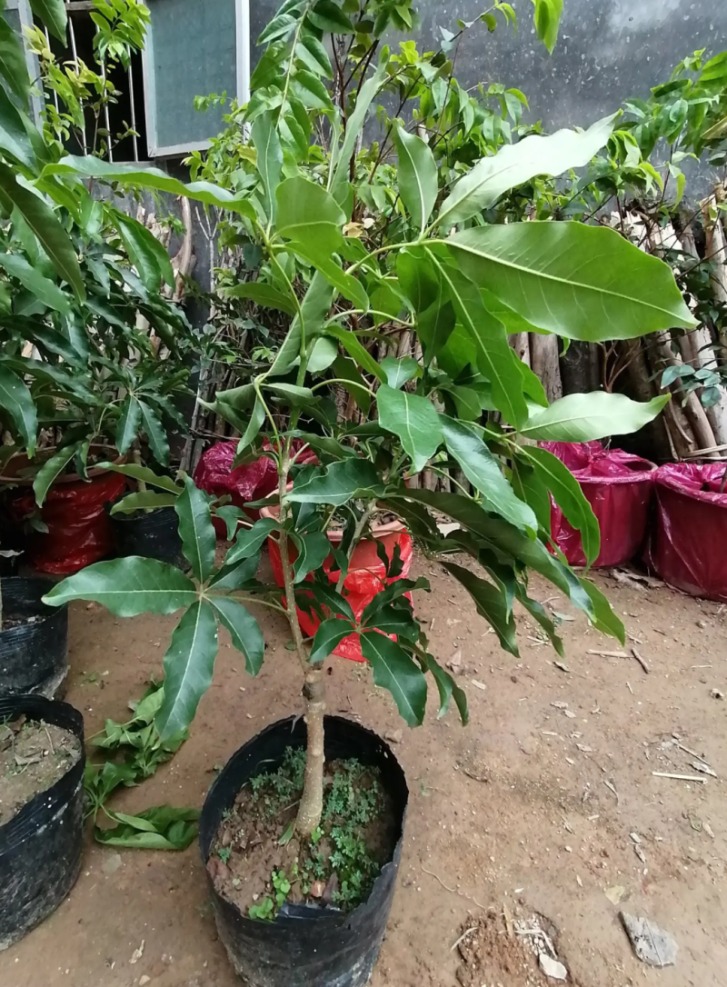 [精品]冰激凌果苗白柿台湾冰淇凌果苗包邮