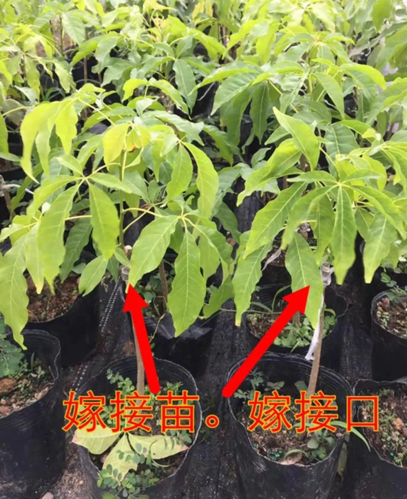 [精品]冰激凌果苗白柿台湾冰淇凌果苗包邮