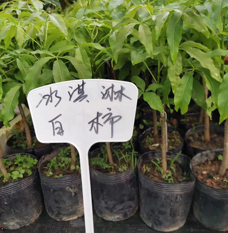 [精品]冰激凌果苗白柿台湾冰淇凌果苗包邮