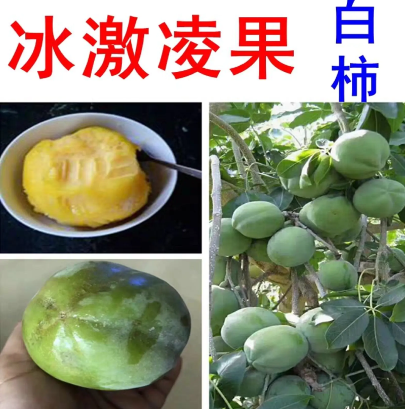 [精品]冰激凌果苗白柿台湾冰淇凌果苗包邮