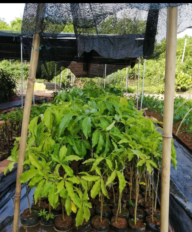 [精品]冰激凌果苗白柿台湾冰淇凌果苗包邮