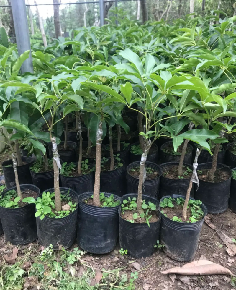 [精品]冰激凌果苗白柿台湾冰淇凌果苗包邮