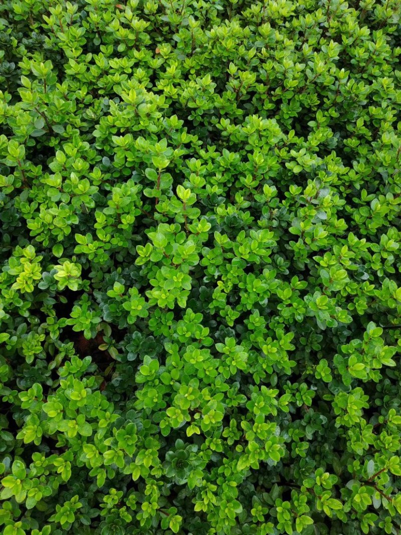 绿化苗木夏杜鹃小苗，苗子粗壮有力，