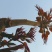 香椿芽，精品红油香椿芽，保鲜基地直发！