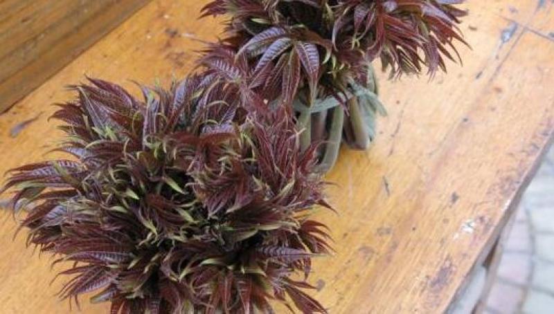 香椿芽，精品红油香椿芽，保鲜基地直发！
