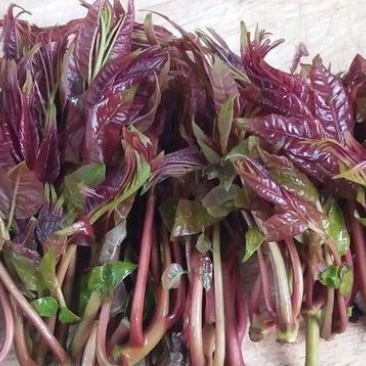 香椿芽，精品红油香椿芽，保鲜基地直发！