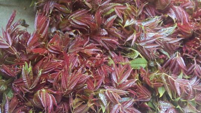 香椿芽，精品红油香椿芽，保鲜基地直发！