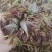 香椿芽，精品红油香椿芽，保鲜基地直发！