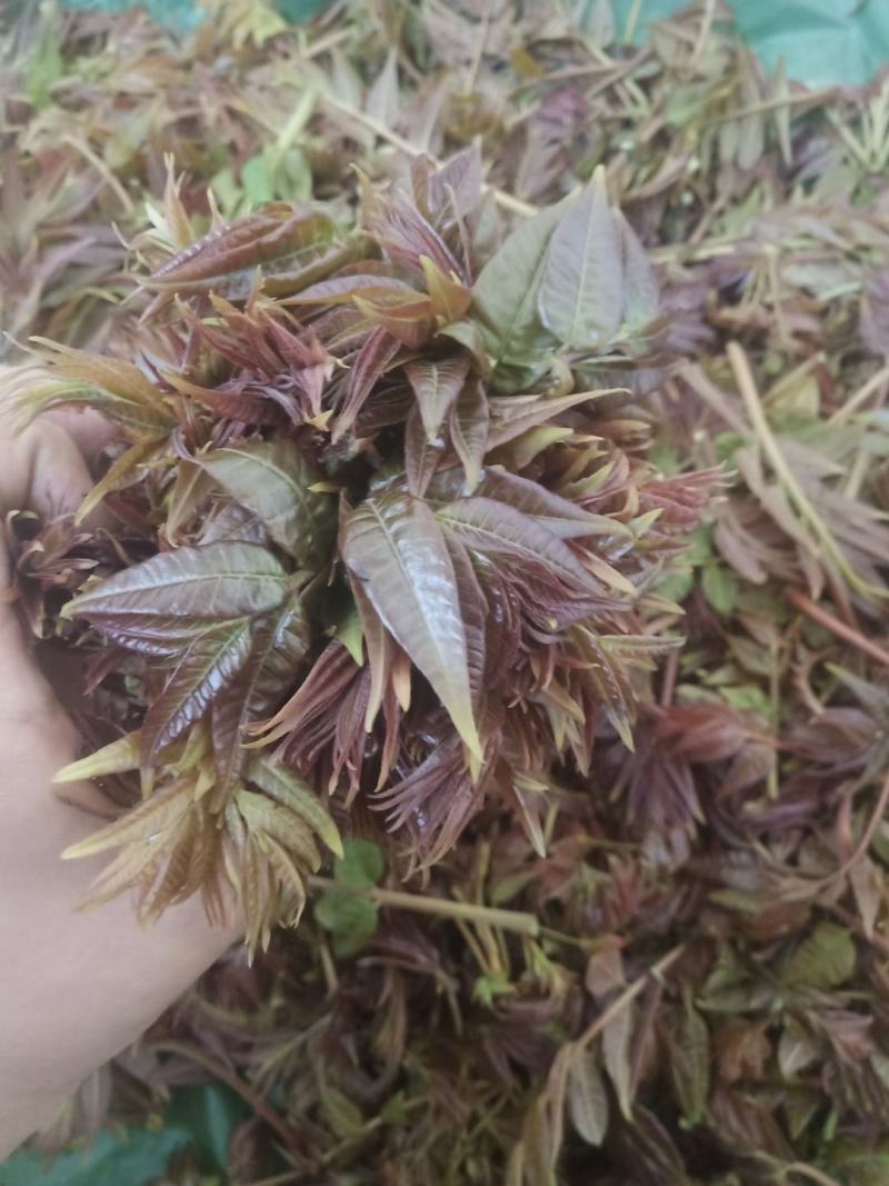香椿芽，精品红油香椿芽，保鲜基地直发！