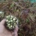 香椿芽，精品红油香椿芽，保鲜基地直发！