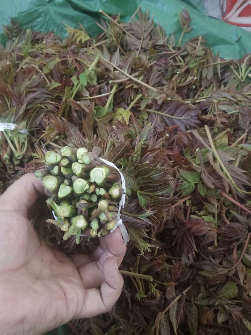 香椿芽，精品红油香椿芽，保鲜基地直发！