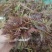 香椿芽，精品红油香椿芽，保鲜基地直发！