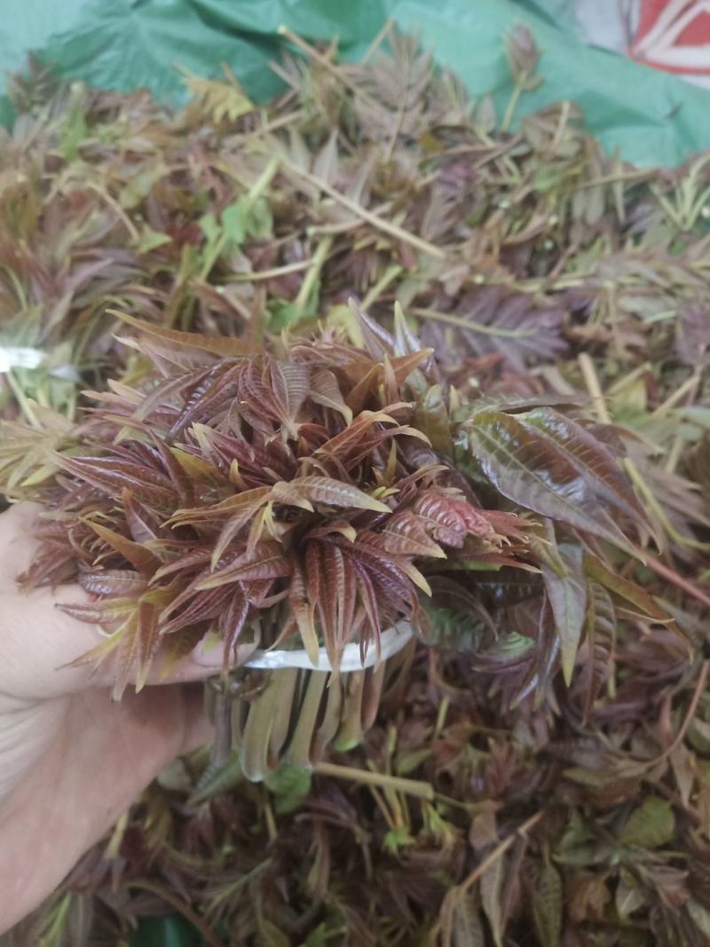 香椿芽，精品红油香椿芽，保鲜基地直发！