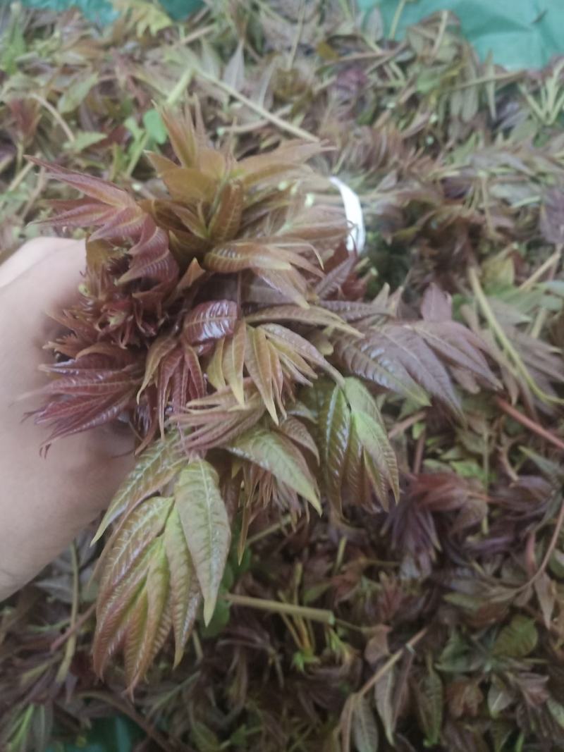香椿芽，精品红油香椿芽，保鲜基地直发！