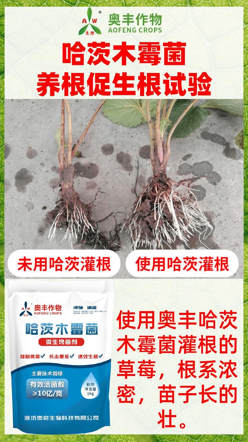农用微生物菌剂哈茨木霉菌生根改土抗重茬防死棵159米4包