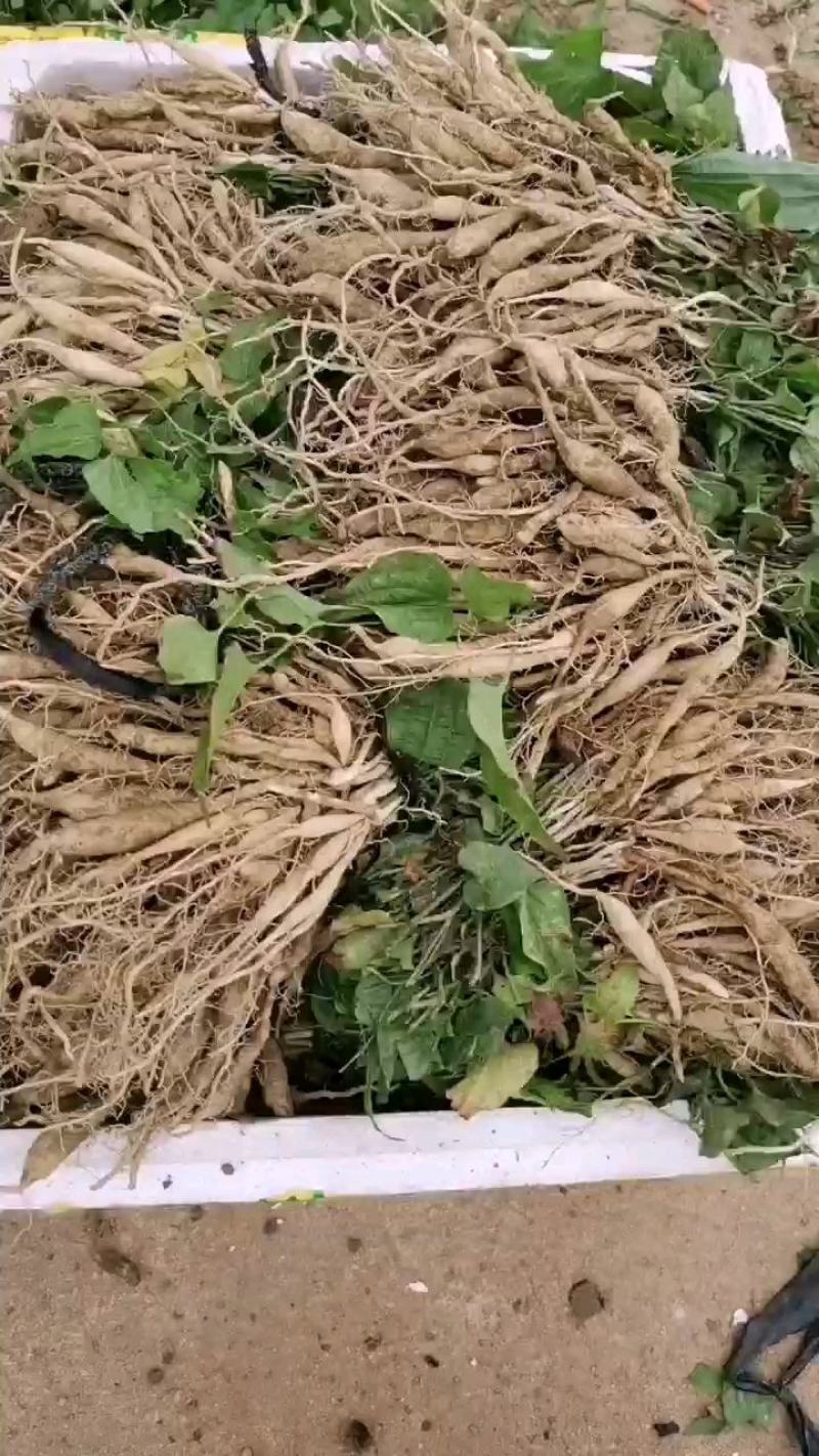 红花百部红花百部苗产量高对叶大百部包回收