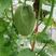 天龙蜜牌：哈蜜瓜甜瓜种子、天龙蜜25号、绿皮、细网纹。