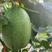 天龙蜜牌：哈蜜瓜甜瓜种子、天龙蜜25号、绿皮、细网纹。