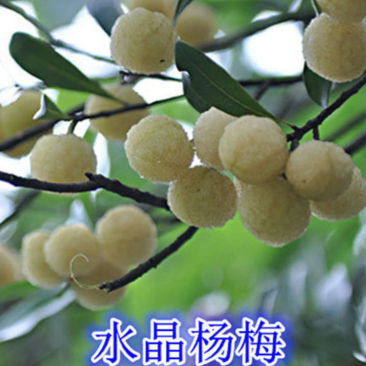 [优选]水晶杨梅苗白杨梅苗正品嫁接苗包邮