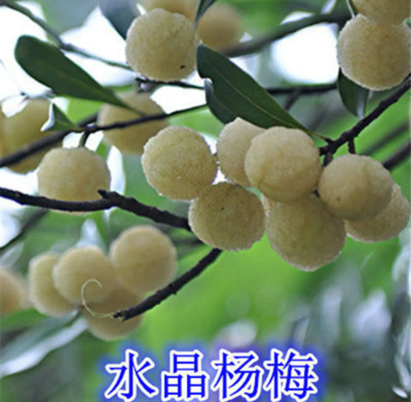 [优选]水晶杨梅苗白杨梅苗正品嫁接苗包邮