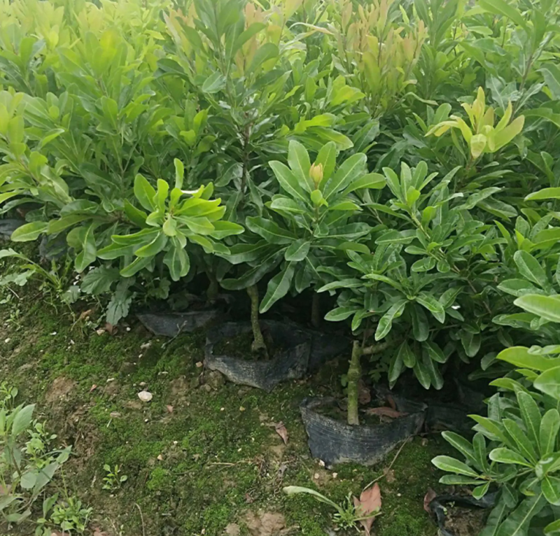 [优选]水晶杨梅苗白杨梅苗正品嫁接苗包邮