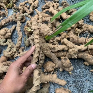 需要购买竹节参的联系我