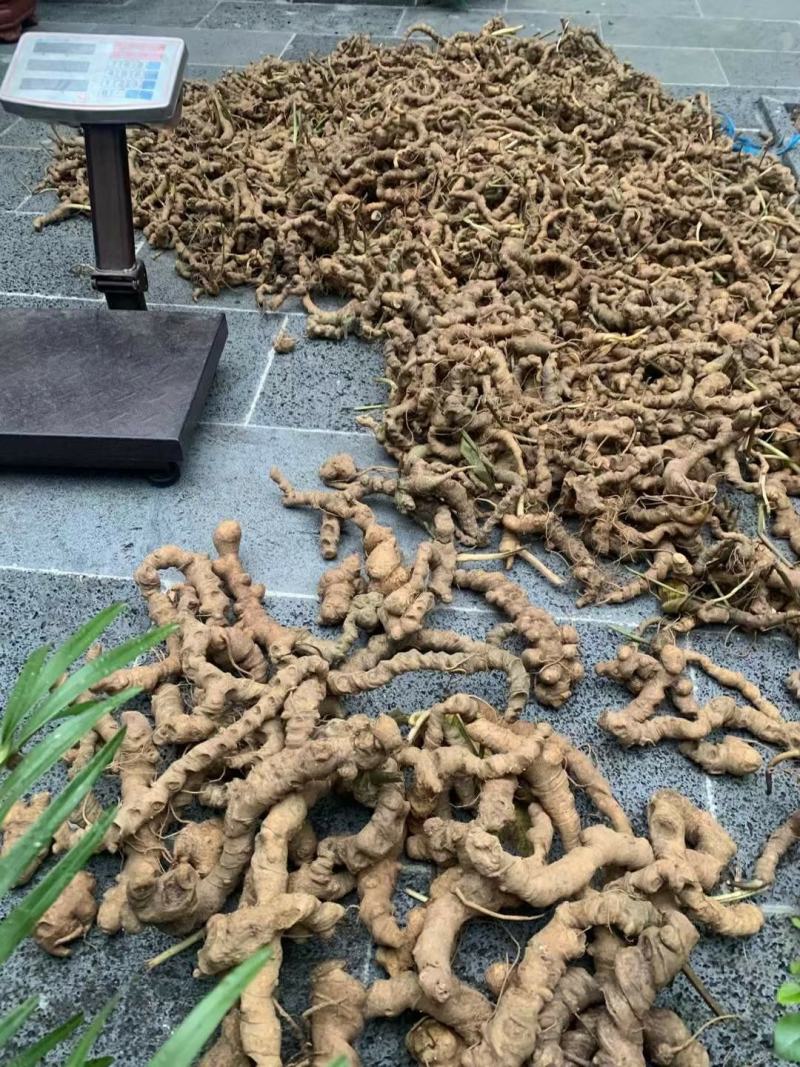 需要购买竹节参的联系我