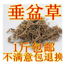 垂盆草产地直发货好量大要多优惠不满意可以退换