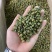 花茶胎菊王胎菊米清热凉火