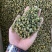 花茶胎菊王胎菊米清热凉火
