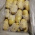 现货荷兰十五土豆商超专攻欢迎选购精品货源对接全国