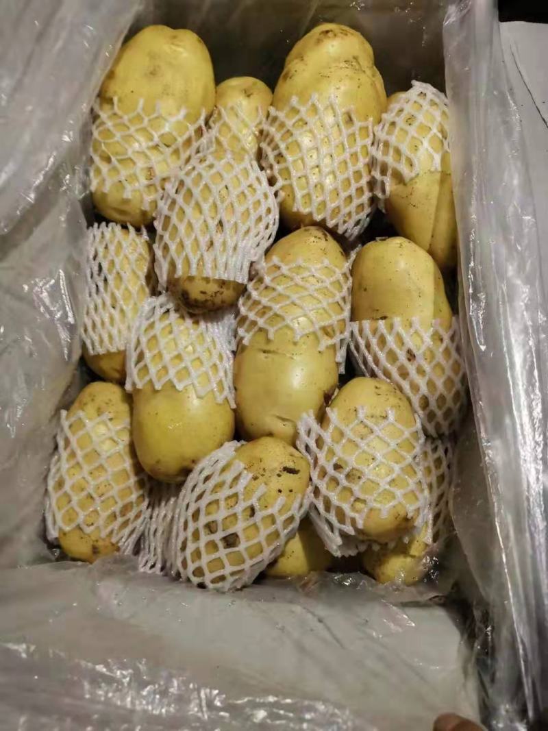 现货荷兰十五土豆商超专攻欢迎选购精品货源对接全国