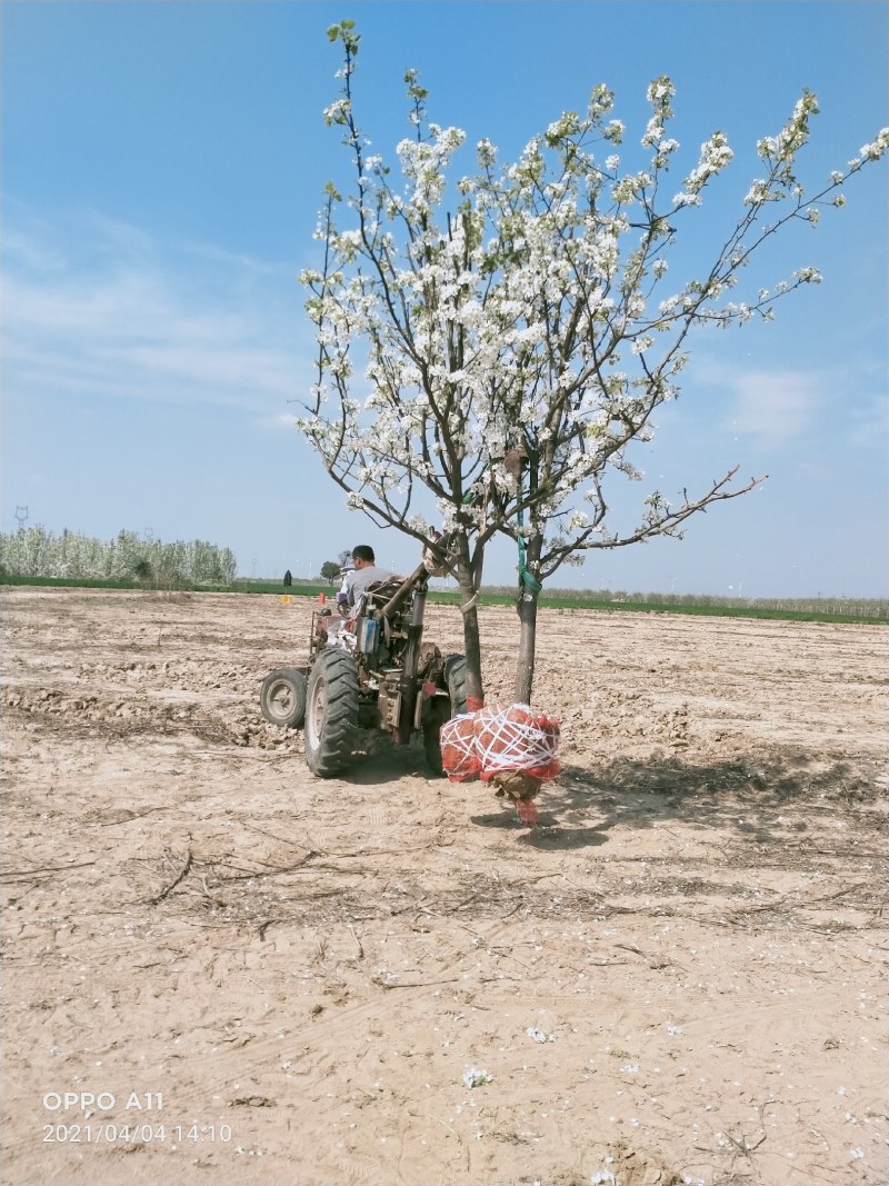 占地梨树馆陶县众康果品站大量供