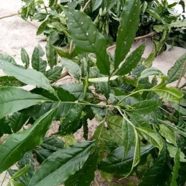 三叉苦鸡骨树三叉虎