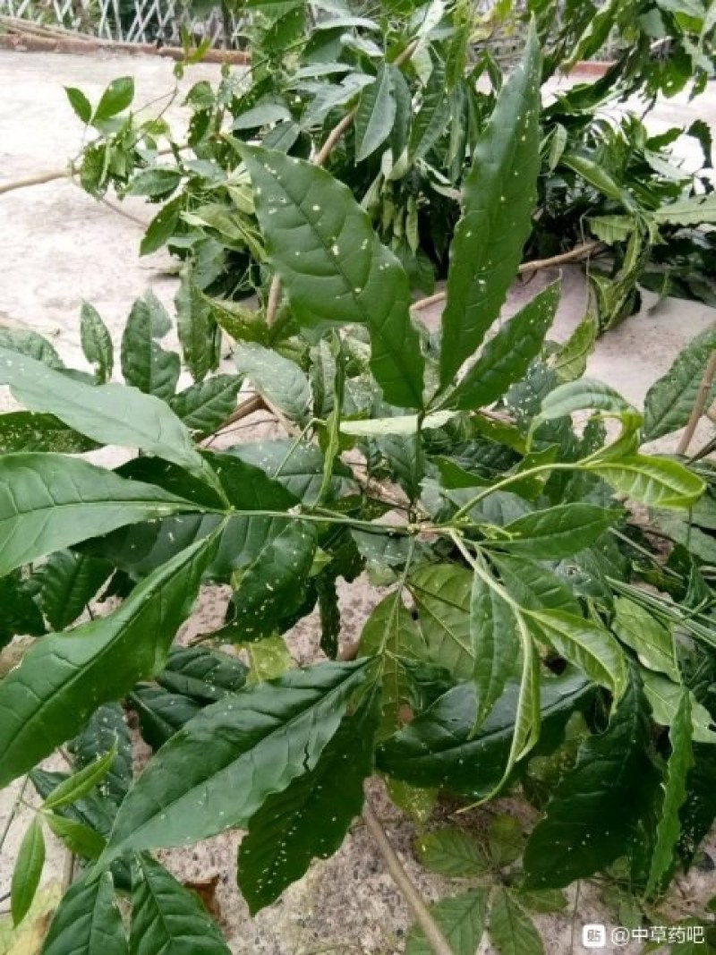 三叉苦鸡骨树三叉虎