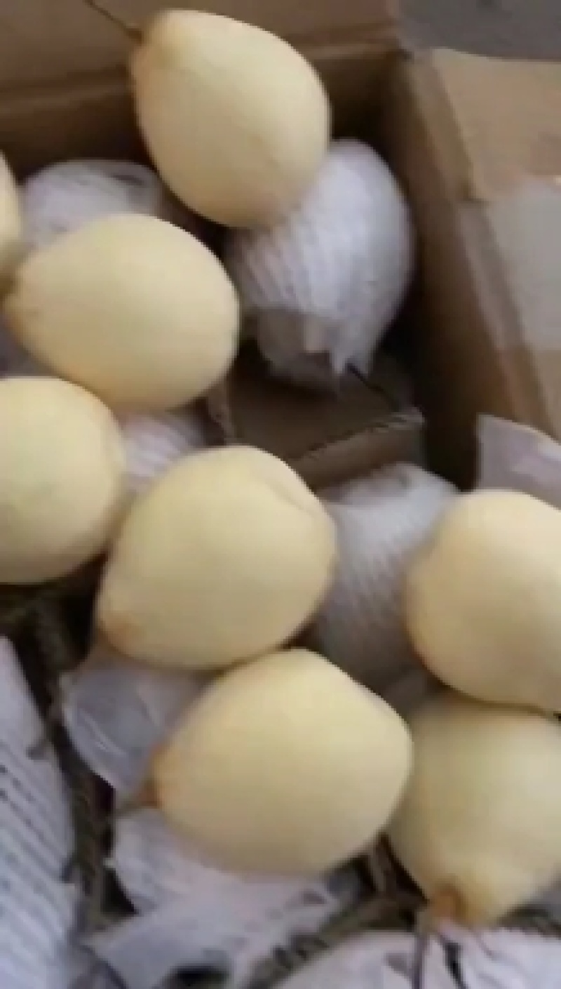 水晶鸭梨口感好，果面干净产地直发精选好果诚信经营