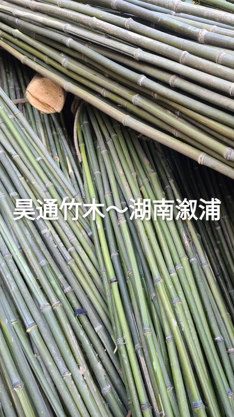 湘西雪峰山2.4米～2.5米金竹、铁竹、菜架竹、竹竿