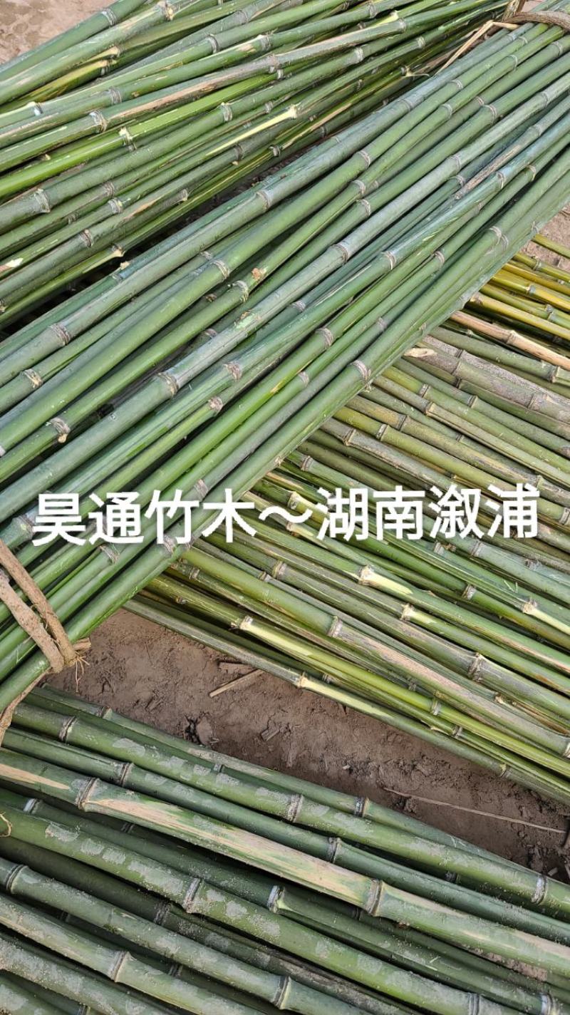 湘西雪峰山2.4米～2.5米金竹、铁竹、菜架竹、竹竿